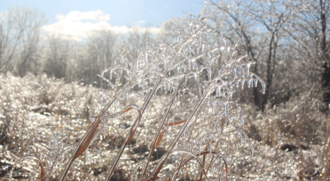 grass covered in ice